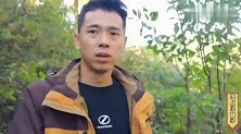 又到采蘑菇的季节了，在坝上采野生红蘑会上瘾，啥原因