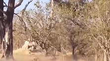 动物世界：猎豹捕捉羚羊