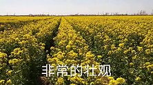 千亩油菜花等你来欣赏