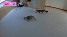 用移动光源，逗两只小猫