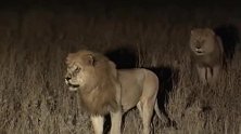 流浪雄狮夜闯狮群领地，胆子够大，也不看看谁是狮王！