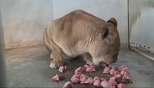 狮子大口大口的吃鸡头，目测牙口不错