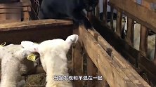 主人把猫放进羊圈，3小时后猫成功当上“老板”！镜头拍下全过程