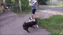 路边跑出来的小狗子也敢挑衅比特犬马上叫你知道什么叫后悔莫及！