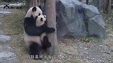 熊猫生娃有多“任性”不想生就停止妊娠，饲养员：全凭心情