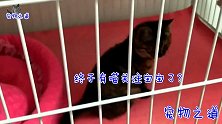 流浪小猫见有猫进笼，跑过去示好，结果被凶了，它的反应让人心疼