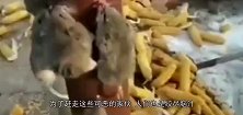 一只老鼠被猫堵在角落猛揍，不停地作揖求饶，镜头拍下搞笑一幕