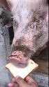 猪：我做梦都没想到，我还能吃上面包片！