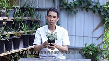30度天气养多肉，有些问题要避免，不然死得快