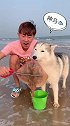 主人带二哈开心去海边烧烤，看开心乖巧的样子真可爱，萌萌哒