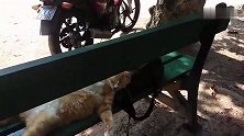 这猫真不拿自己当外人，在长椅上打盹还霸占路人的包当枕头
