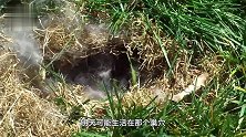 兔子真不吃窝边草真相到底是什么看看这窝兔子你就明白了！