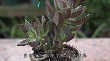 多肉动不动就黑腐化水？学会“2多1少”，轻松养出大老桩