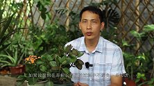 长寿花孕育花蕾期，养护谨记这一点，否则花期开花少一半