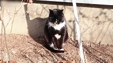 蹲在墙角晒太阳的猫咪，你这生活真是棒呢，好羡慕呀！