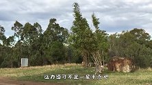 倒霉袋鼠被困深井中，好心大爷下井救助，网友：太幸运了