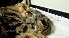和猫妈妈玩耍的小奶猫，这张牙舞爪的样子，好可爱！