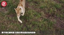 把一头雄狮放在青藏高原上，能存活多久？答案意想不到