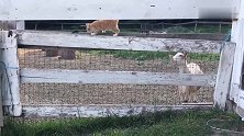 三只小猫咪闯入羊圈，竟引来羊群围观，羊：大家快来吸猫啊