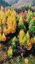 天气渐凉，红池坝的秋色里溜达一圈！