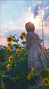 青青园中葵，落日下更美。捕捉一枚夕阳西下元气满满的向日葵少女