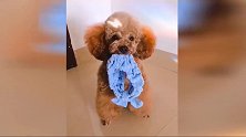 可爱的狗狗，自己给自己带上发带，模样看着也太萌了！