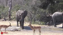 最令人惊奇的事，大象救溺水的黑斑羚