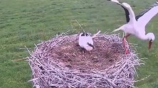 白鹳妈妈为什么把孩子啄到巢外？感觉这种做法很不好