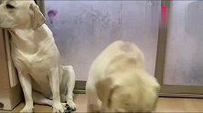 不学无术的拉布拉多犬，它妈妈恨铁不成钢，揍它！