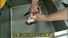 百姓餐桌宠儿“鲤鱼”，无论怎么做，记住五步去腥法，咋做都好吃