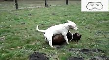 美国的比特犬和牛头梗,都如此好斗,棋逢对手打的没完没了