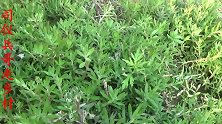 垂盆草和佛甲草到底有啥区别，你知道垂盆草到底怎么辨别真假吗