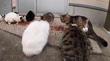 路边巧遇猫咪们聚餐，你能数清楚有多少只吗
