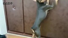 主人不带鹿犬去上厕所，鹿犬先斩后奏，结果心疼小鹿犬三秒！