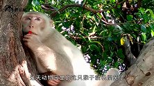 母猴子帮公猴子抓虱子，抓着抓着就不着调了，公猴：在撩我生气了
