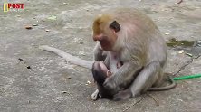 暴脾气的猴妈攻击小猴，小猴被整得太惨了！