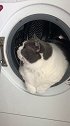 满不满，你们说？猫之大爆满洗衣机 肥猫