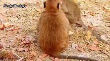 小奶猴总想找妈妈，被猴姐收拾得直哭