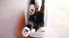 四角朝天的猫咪，这是什么姿势啊看上去真搞笑！