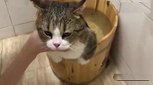 在木桶里给喵星人洗澡，没想到喵咪表现的格外乖巧，太可爱了！