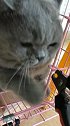 给小猫剪指甲，非常不乐意，居然还想打我