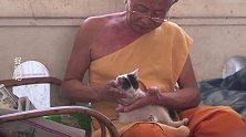 捉喵记：泰国僧人对猫咪，真的好温柔啊！