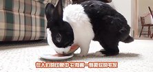 刚出生的兔宝宝还没睁眼，就成为了兔妈妈食物，真相让人无奈