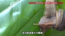 广东暴雨后巨型蜗牛泛滥，被称为“毒王”！专家提醒：一只携带上百条寄生虫