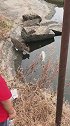 猫：今天运气好，碰见了条大鱼！