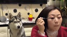 说好的遛狗，我都等了2小时了，女主人还在忙，生无可恋
