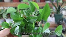 夏季绿萝最容易阵亡，不是烂根就是烂茎，教你处理方法