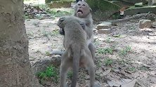 百万伤心地看到大猴子这样对小猴子，可怜的小猴子试图逃跑