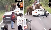 印度：一司机试图驾车阻止大象前进，惹怒大象后遭其攻击
