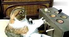 主人给萌猫买了一个打地鼠机玩具，喵星人已经玩了一整天了